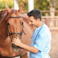 Werkt nieuw artrosemedicijn voor paarden ook bij mensen?
