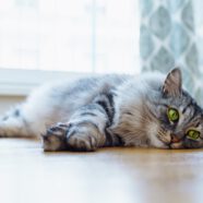 Dit zijn de meest voorkomende gezondheidsklachten bij katten