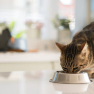 Eén maaltijd per dag houdt uw huiskat gezonder