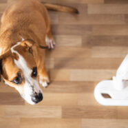 Normale huishoudgeluiden zorgen voor stress bij honden